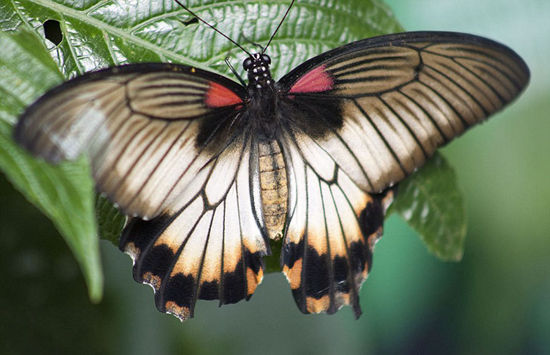 太神奇！动物界也有“人妖” 英国科研人员发现半雌半雄蝴蝶